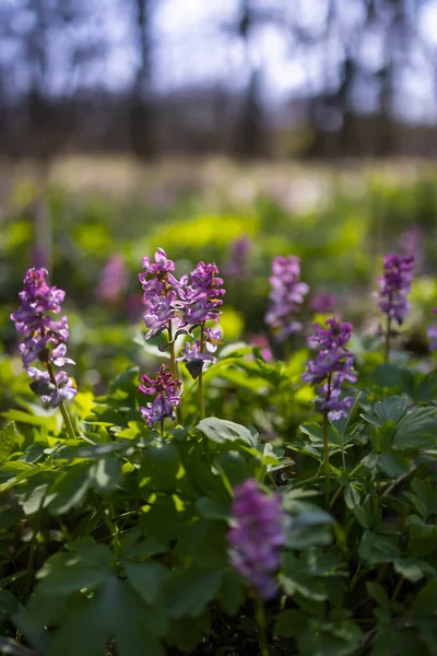 Chimeneas Huecas Corydalis Cava Bosque Primavera Sur Moravia República Checa —  Fotos de Stock