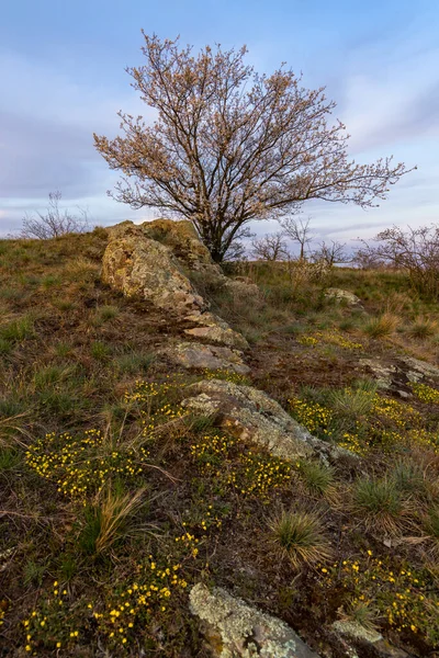 Bahar Manzarasında Ağaç Çek Cumhuriyeti — Stok fotoğraf