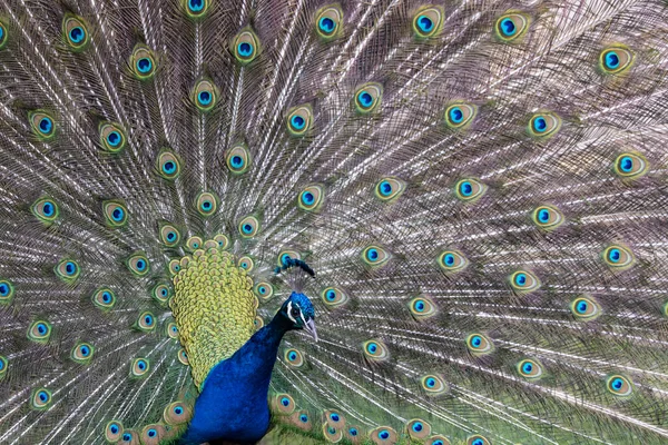 Closeup Image Peacock Dancing Its Open Feathers — Stock Photo, Image