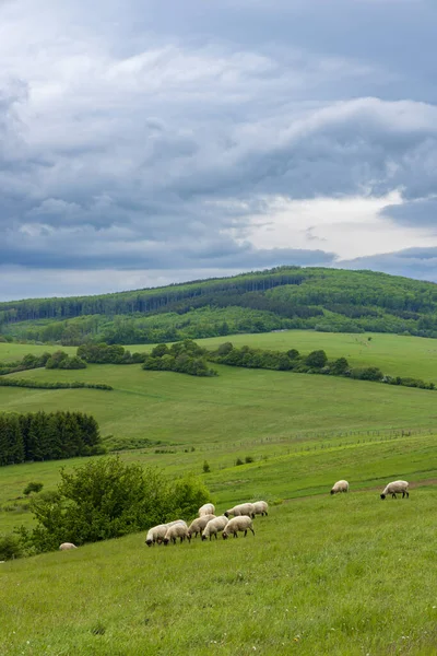 Paisagem Primavera Com Ovelhas Brancas Cárpatos Brancos República Checa — Fotografia de Stock