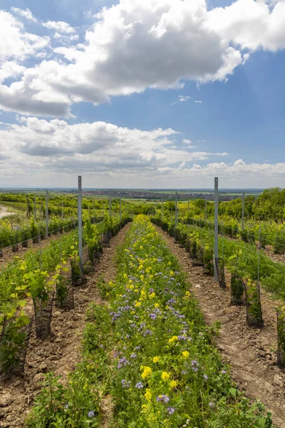 Floral Spacing Organic Vineyard Southern Moravia Czech Republic — Stock Photo, Image