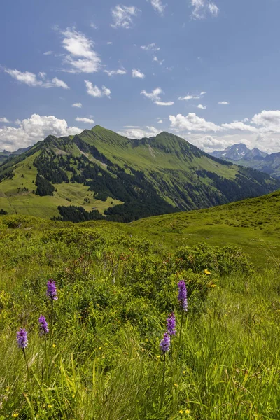 Typowy Alpejski Krajobraz Wczesnym Latem Niedaleko Damuls Vorarlberg Austria — Zdjęcie stockowe