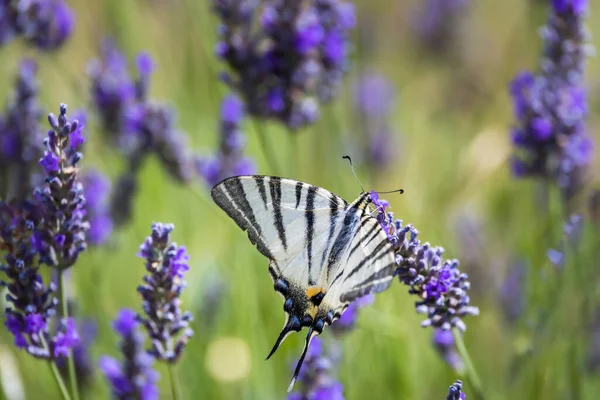 Fennel Swallowtail Lavender Provence France — Stock Photo, Image