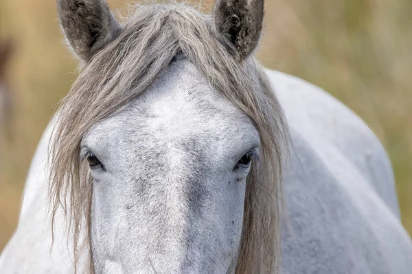 Białe Dzikie Konie Parc Naturel Regional Camargue Prowansja Francja — Zdjęcie stockowe