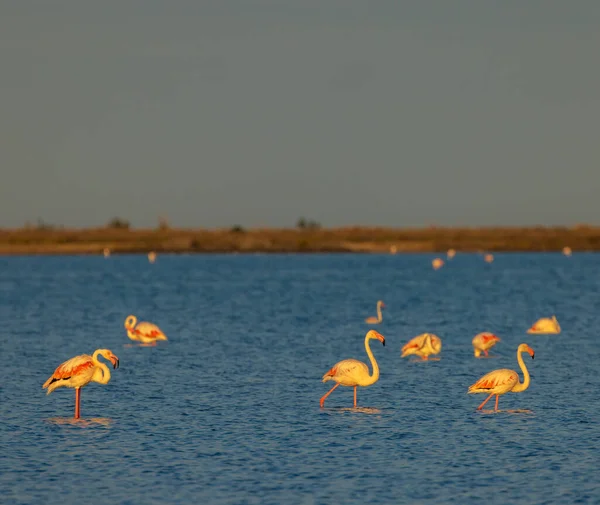 Flamingo Parc Naturel Regional Camargue Provence Franciaország — Stock Fotó