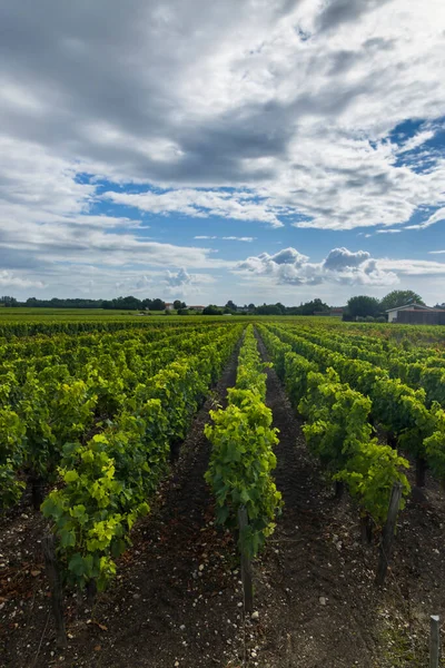 Saint Julien Beychevelle Bordeaux Aquitaine Fransa Yakınlarındaki Tipik Üzüm Bağları — Stok fotoğraf