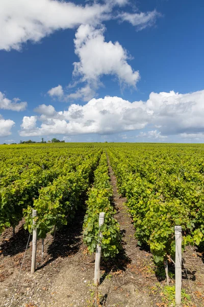 Typische Wijngaarden Buurt Van Saint Estephe Bordeaux Aquitaine Frankrijk — Stockfoto