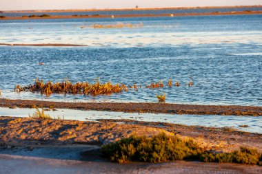 Ulusal Park Camargue, Provence, Fransa
