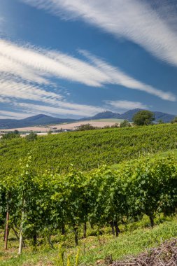 Üzüm bağları ve Buchlov kalesi, Slovacko, Güney Moravya, Çek Cumhuriyeti