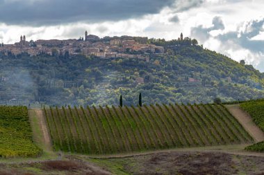 Montalcino, Toskana, İtalya yakınlarındaki üzüm bağlarıyla tipik Toskana manzarası