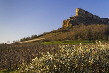 Üzüm bağı olan Solutre Kayası, Burgundy, Solutre-Pouilly, Fransa