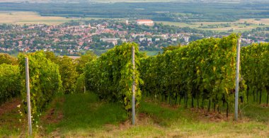 Üzüm bağları ve Siklos kalesi, Macaristan