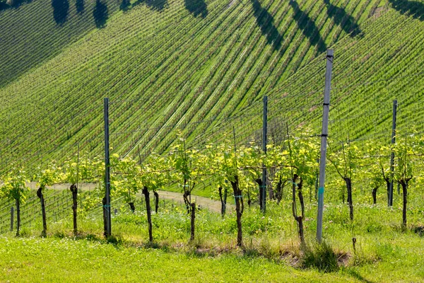 Vignoble Frontière Slovène Autrichienne Styrie — Photo