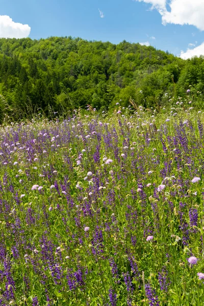 Slovenya 'da Bohinj Gölü yakınlarındaki çayır çiçekleri