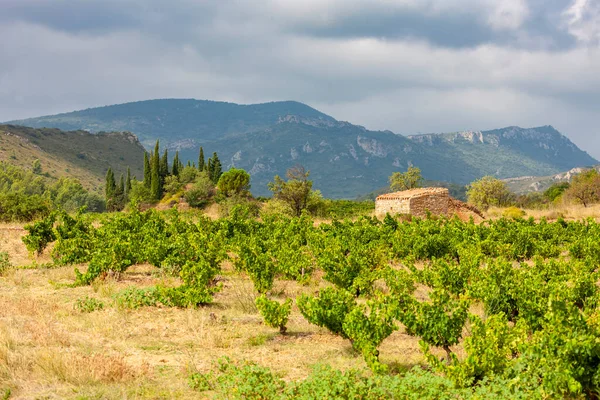 ワイン産地のブドウ畑 Languedoc Russillon Lussillon France — ストック写真