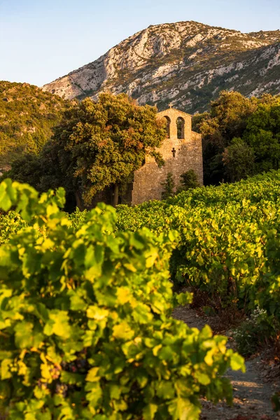 Vineyards Wine Region Languedoc Roussillon Roussillon France — Stock Photo, Image