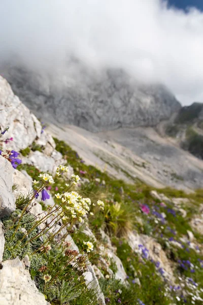 Mountain Flora Mangart Triglav National Park Julian Alps Slovenia — Stock Photo, Image