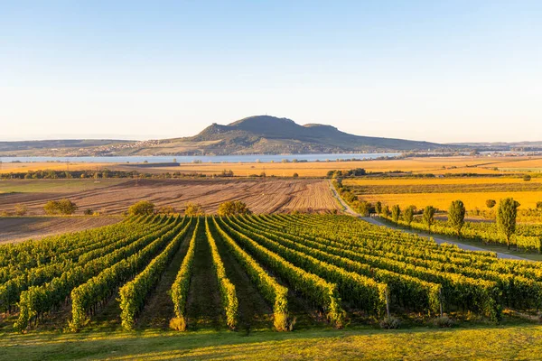 Viñedos Otoño Bajo Palava Cerca Sonberk Moravia Del Sur República —  Fotos de Stock