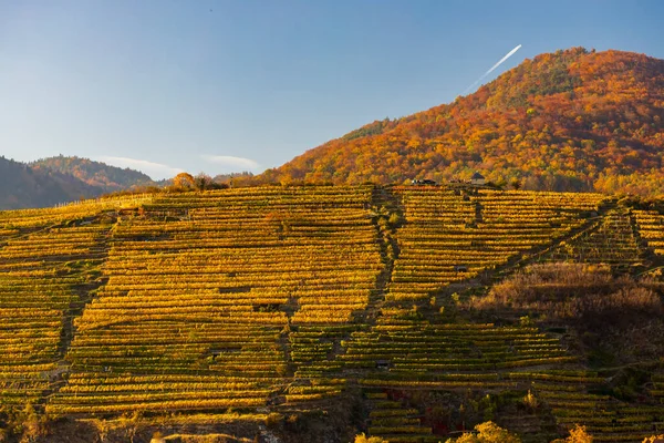 Autumn Vineyard Wachau Region Austria — Stock Photo, Image