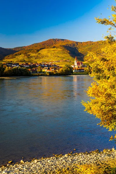 Avusturya Nın Wachau Bölgesinde Sonbahar Üzüm Bağı Spitz — Stok fotoğraf