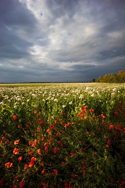 Lapangan Dengan Poppies Tepat Sebelum Badai — Stok Foto
