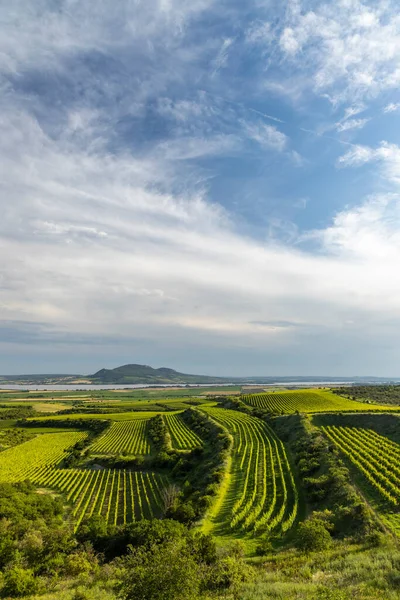 Viñedos Bajo Palava Moravia Del Sur República Checa —  Fotos de Stock