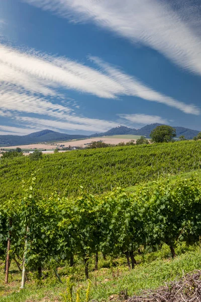 Üzüm bağları ve Buchlov kalesi, Slovacko, Güney Moravya, Çek Cumhuriyeti