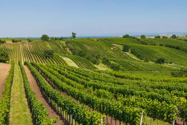 Paisaje Con Viñedos Eslovaco Sur Moravia República Checa — Foto de Stock