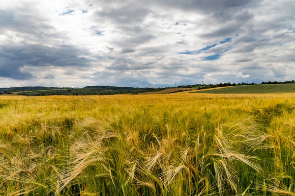 Rye Sown Just Harvest Western Bohemia Czech Republic — Stock Photo, Image