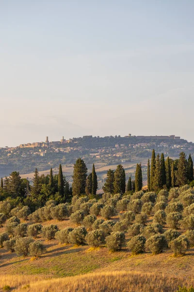 Olijftuin Volterra Toscane Italië — Stockfoto