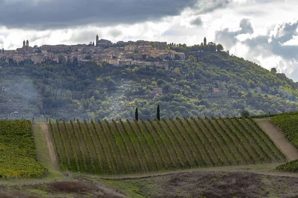 Typowy Toskański Krajobraz Winnicą Pobliżu Montalcino Toskania Włochy — Zdjęcie stockowe