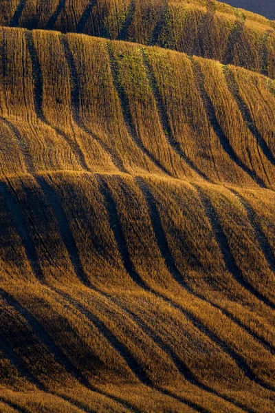 典型的なトスカーナの朝の秋の風景 ヴァルDオルシア トスカーナ州 イタリア — ストック写真