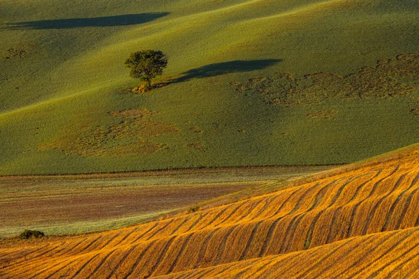 Tyypillinen Toscanan Aamu Syksyllä Maisema Val Orcia Toscana Italia — kuvapankkivalokuva