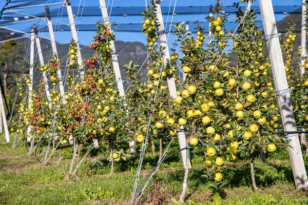 Apfelgarten Aica Südtirol Italien — Stockfoto