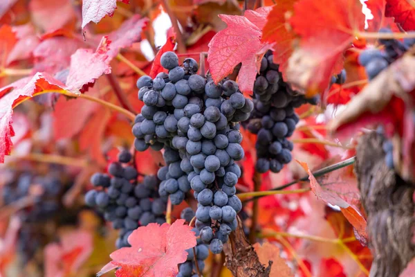 捷克共和国摩拉维亚南部秋天葡萄园的蓝葡萄Alibernet — 图库照片