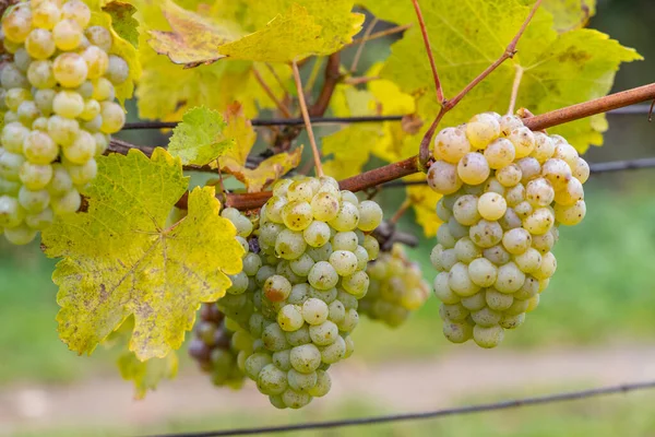 Grapes Riesling Осінній Виноградник Південна Моравія Чехія — стокове фото