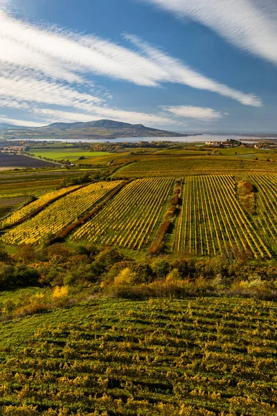 Viñedos Bajo Palava Moravia Del Sur República Checa —  Fotos de Stock