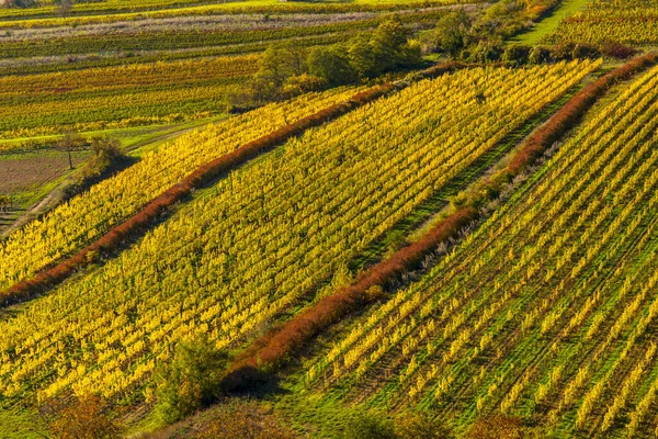 Palava Altındaki Üzüm Bağları Güney Moravya Çek Cumhuriyeti — Stok fotoğraf