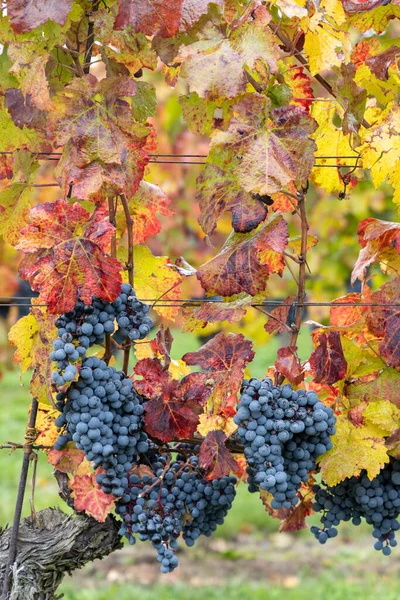Blue Grapes Cabernet Moravia Autumn Vineyard Southern Moravia Czech Republic — Stock Photo, Image