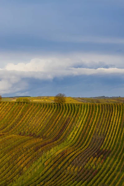 Vigneto Autunnale Vicino Cejkovice Moravia Meridionale Repubblica Ceca — Foto Stock