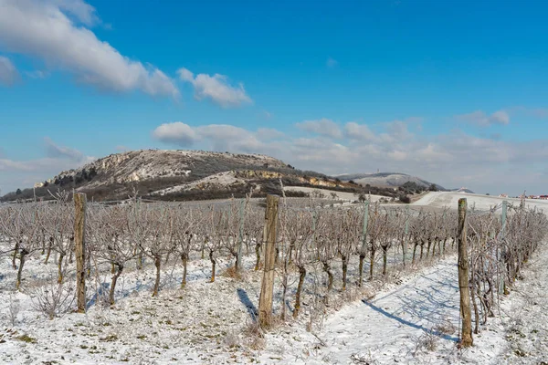 Mikulov Yakınlarındaki Kış Üzüm Bağı Palava Bölgesi Güney Moravya Çek — Stok fotoğraf