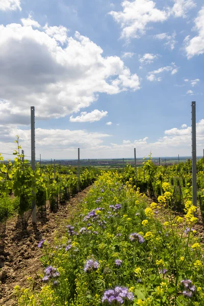 Espaciado Floral Viñedo Orgánico Sur Moravia República Checa — Foto de Stock