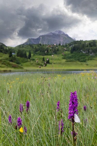 Papillon Blanc Nervure Noire Aporia Crataegi Orchidée Maculée Bruyère Dactylorhiza — Photo