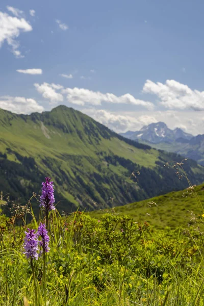 Paisaje Alpino Típico Principios Verano Cerca Damuls Vorarlberg Austria —  Fotos de Stock