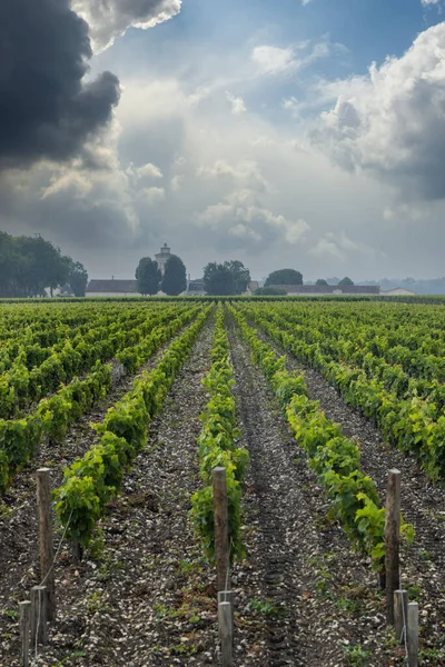 Типичные Виноградники Рядом Шато Лагранж Бордо Аквитания Франция — стоковое фото