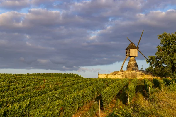 Wiatrak Tranchee Winnica Pobliżu Montsoreau Pays Loire Francja — Zdjęcie stockowe