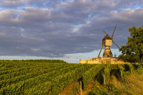 Tranchee Szélmalom Szőlőültetvény Montsoreau Közelében Pays Loire Franciaország — Stock Fotó