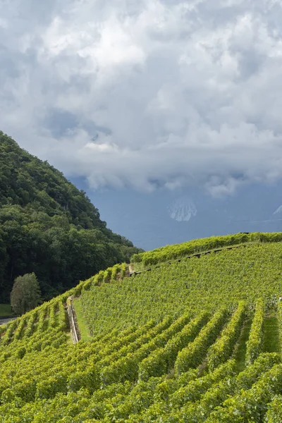 Viñedos Cerca Aigle Cantón Vaud Suiza —  Fotos de Stock