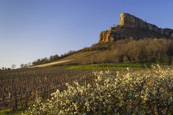 Üzüm bağı olan Solutre Kayası, Burgundy, Solutre-Pouilly, Fransa
