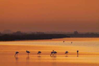 Flamingo in Parc Naturel bölgesel de Camargue, Provence, Fransa